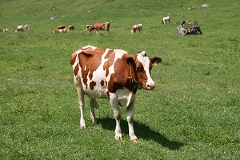 У Черкаській області немає випадків масового вирізання корів