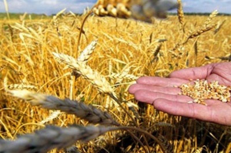 На Кіровоградщині склалися сприятливі умови для гарного врожаю ранніх зернових культур