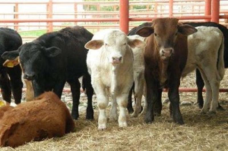 У Казахстані планують створити біржу худоби