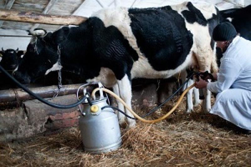 Більшість молочних господарств в Україні стали збитковими