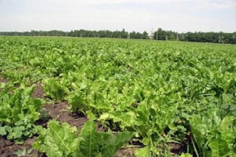 Аграрії Вінниччини посіяли 42 тис. га цукрових буряків