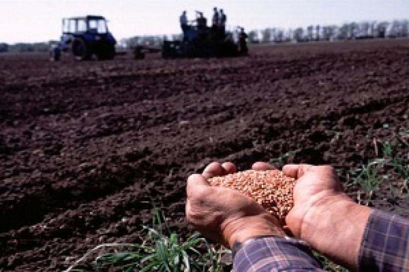 На Житомирщині посів ранніх зернових проведено на площі 47,1 тис. га