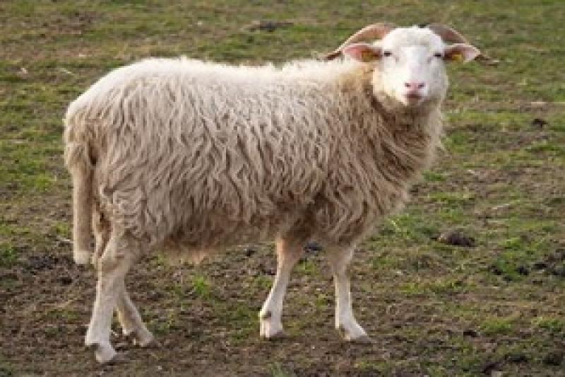 В Україні потрібно розвивати м’ясне вівчарство