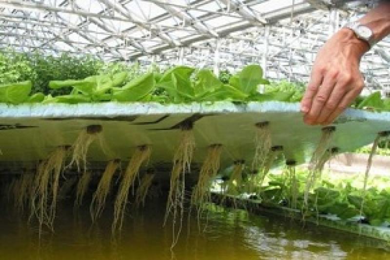 Голландський фермер Майкл Хондерс протягом цілого року вирощує салат на Львівщині