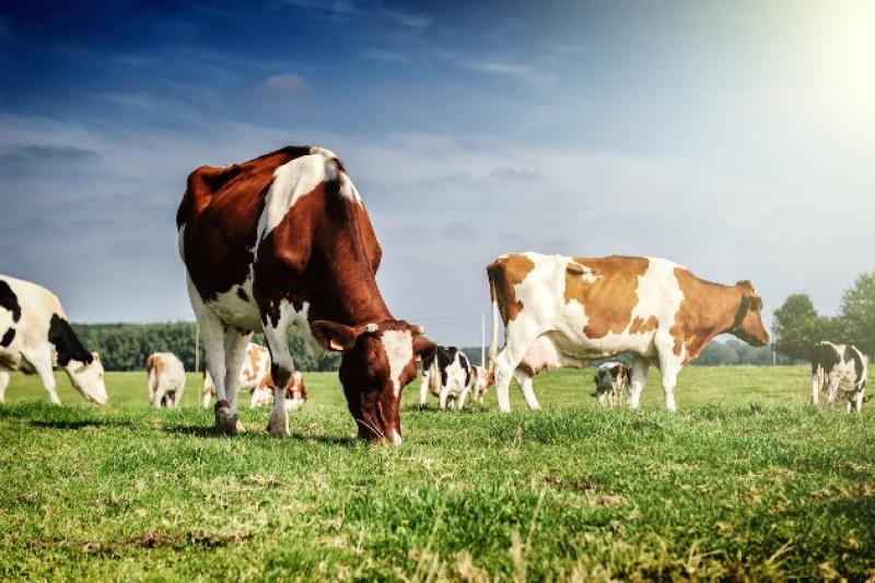 Детальні правила виробництва органічної продукції тваринного походження допоможуть збільшити обсяги виробництва