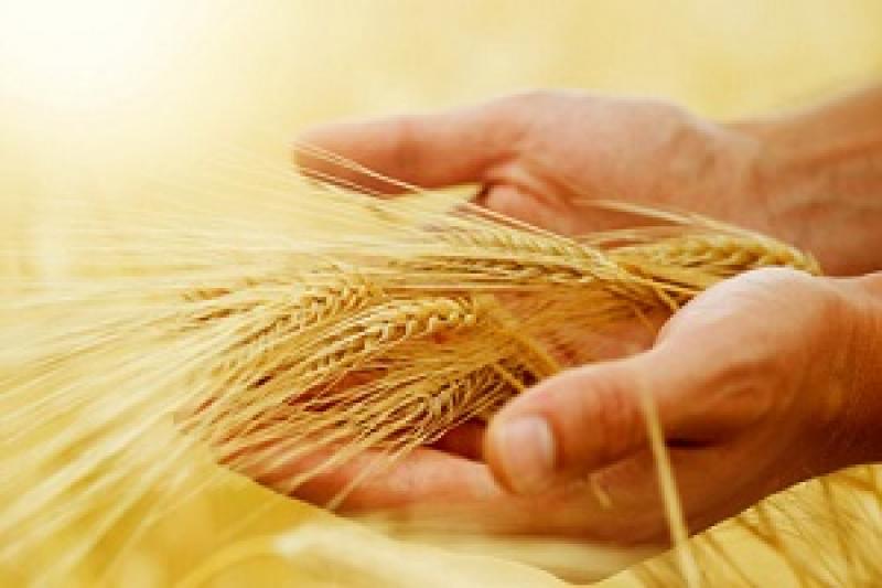 Валовий збір зернових в Україні оцінюється у 57,8 млн т