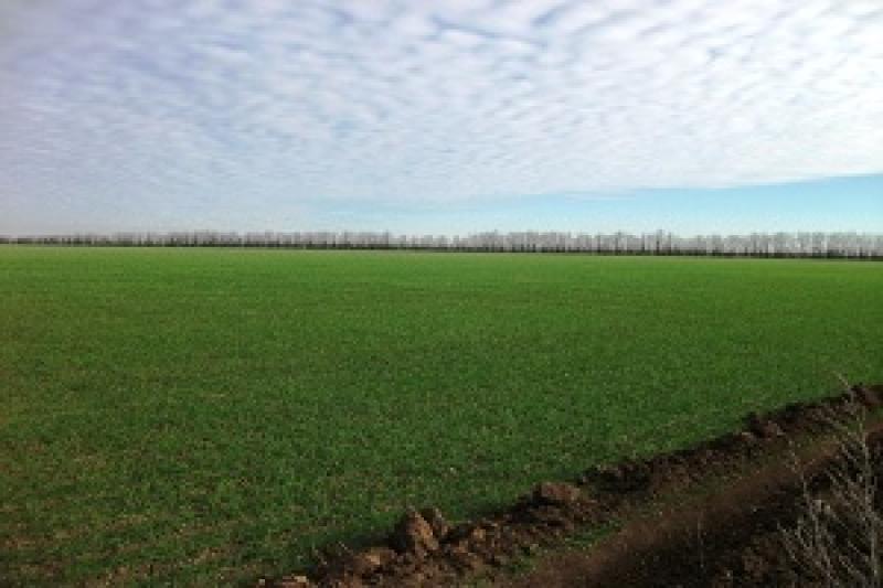 Урожай пшениці в Україні спрогнозують з космосу