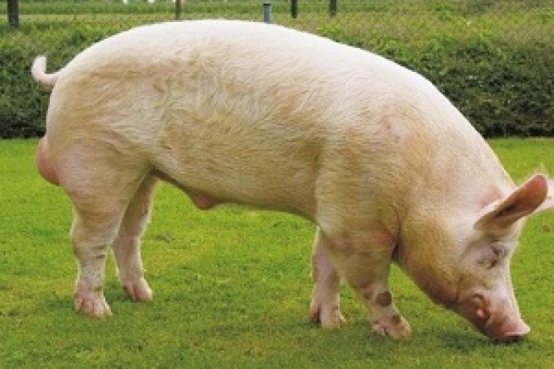 Донецька область посіла перше місце за кількістю поголів’я свиней