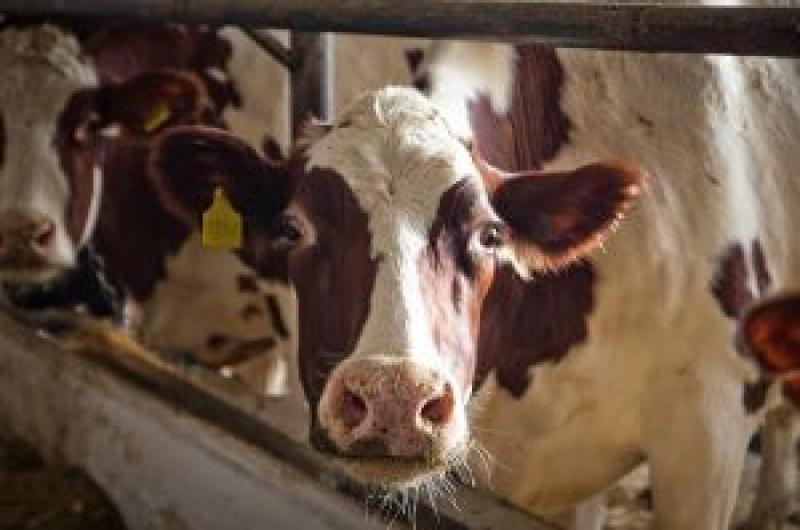 На Житомирщині продуктивність дійного стада у господарствах області склала 1035 кг молока