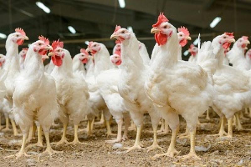 Сільськогосподарські підприємства у першому кварталі 2016 р. наростили виробництво курятини