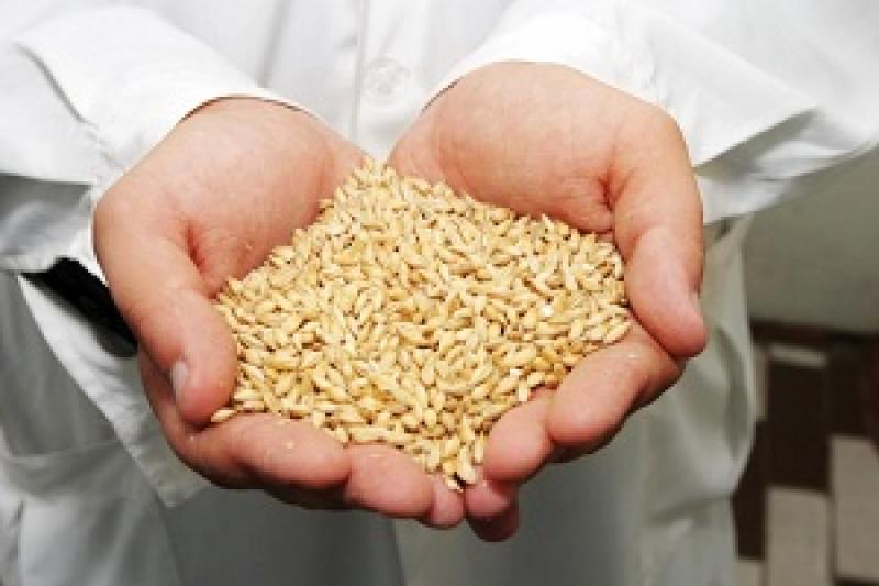 На ринку пшениці спостерігався переважно боковий ціновий тренд
