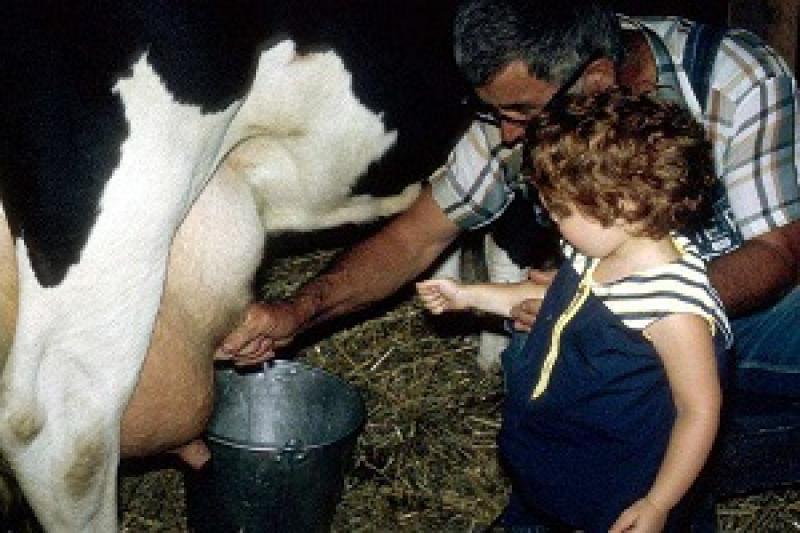 На Тернопільщині стали виробляти більше молока