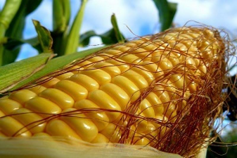 Ціни на кукурудзу ростуть