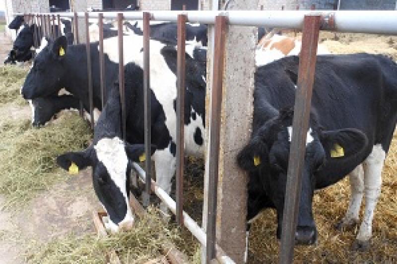 Естонія збирається витратити €15 млн на підтримку молочних кооперативів