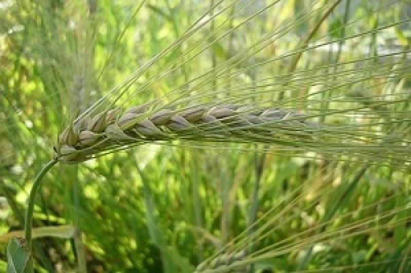 Урожайність озимої пшениці 2015 р. в Одеській області склала більше 30 ц/га