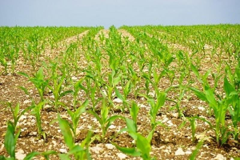 Валовий збір кукурудзи в Україні у 2016 р. буде меншим, ніж у рекордному 2014 р. 
