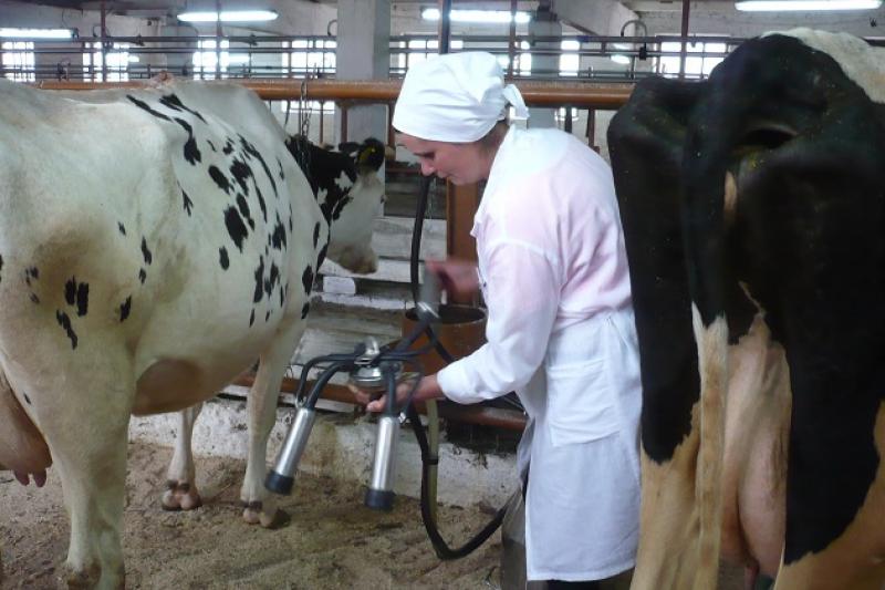 У Городищенському районі (Черкащина) виробляють високоякісне молоко