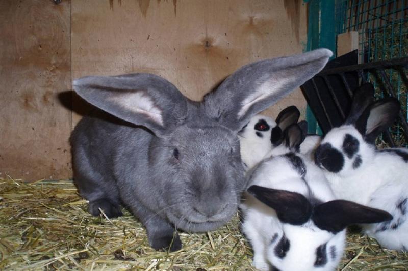 На Черкащині кооперативи отримають репродуктор з розведення кролів