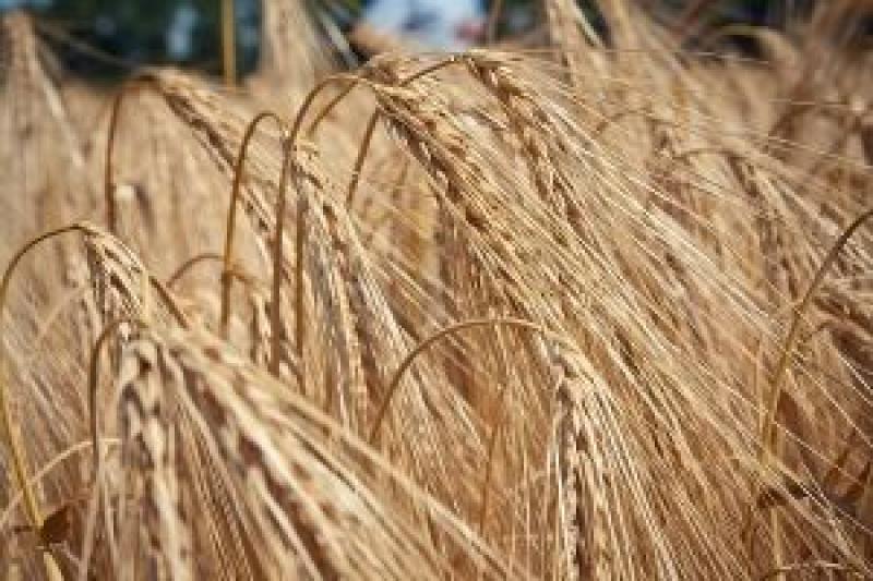 Ціни на пшеницю в Україні відреагували на суттєве підвищення світових цін напередодні