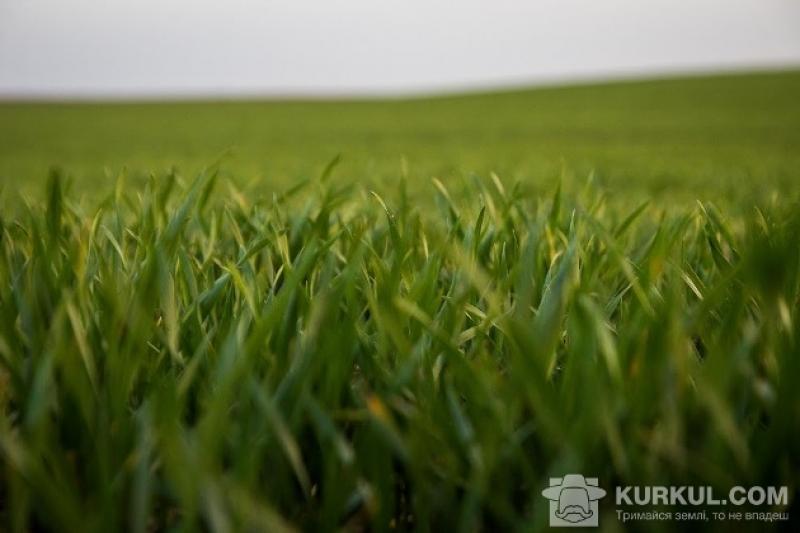 На Тернопільщині посіви пшениці склали 100% від плану