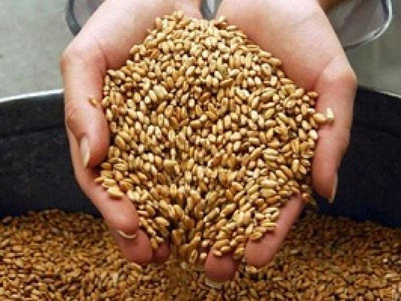 Прогноз врожайності м'якої пшениці у країнах ЄС підвищений