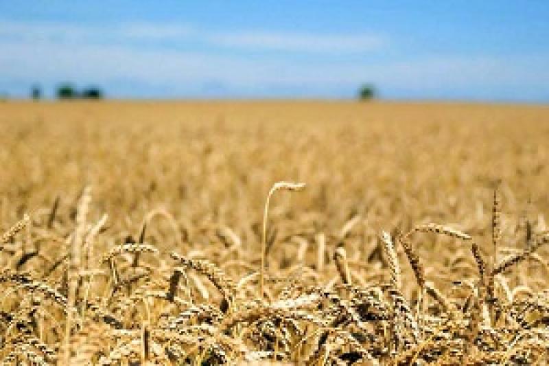 Погода у Дніпропетровській області буде сприяти зростанню і розвитку озимих, ярих та зернобобових культур 
