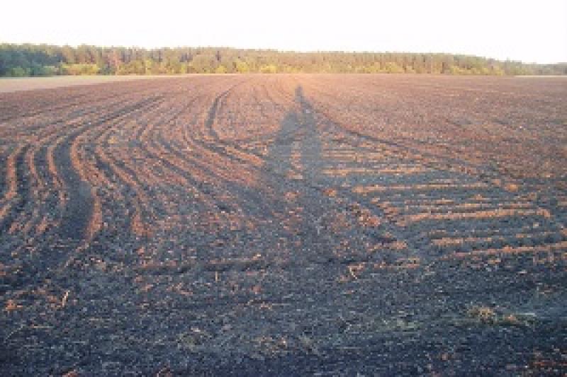 На Рівненщині зерновими засіяно майже 140 тис. га