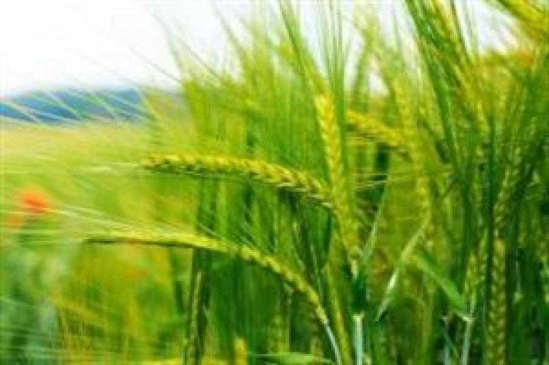 BASF має для виробників жита широкий спектр пропозицій засобів захисту рослин