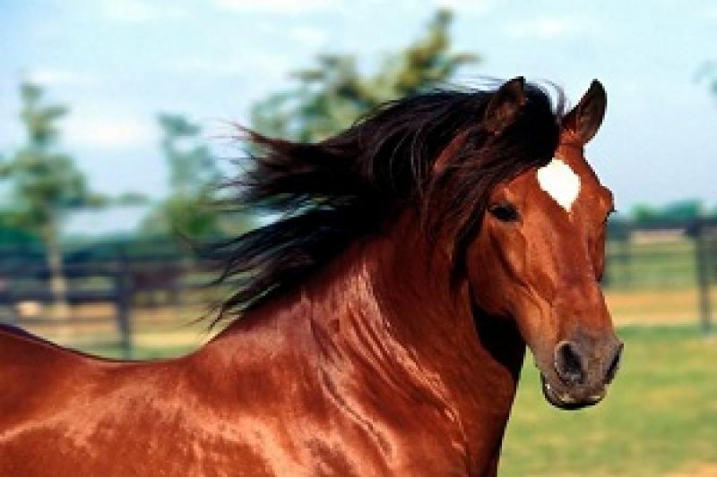 Для чотирьох порід коней, що розводяться в Україні, цілком достатньо 4-6 конезаводів?