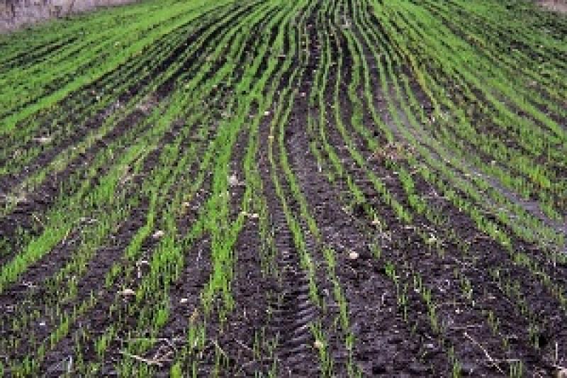 У Запорізькій області зливові дощі різної інтенсивності призвели до затримки завершення посівної кампані