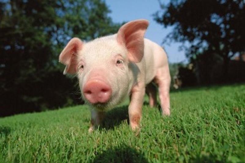 На Сумщині нищать свиней через АЧС