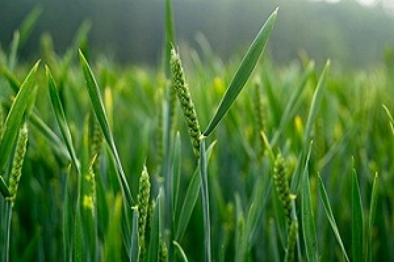 Урожаю м'якої пшениці у Франції загрожують нові втрати