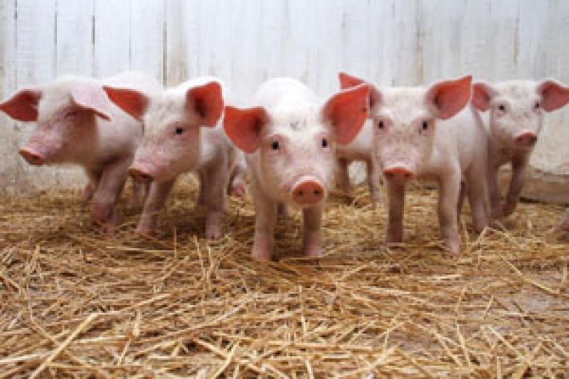 Поголів’я свиней на Київщині на початок червня по всіх категоріях господарств становило 508,9 тис. голів