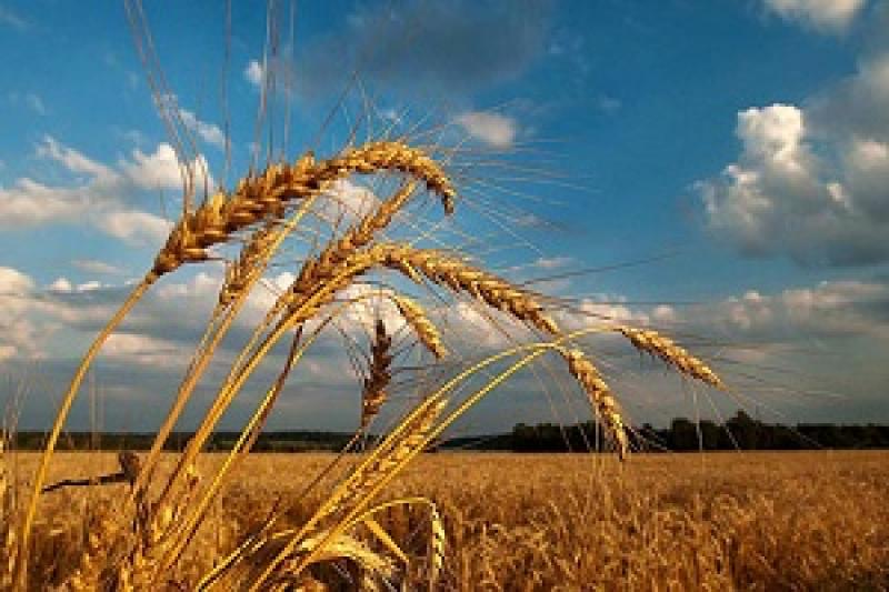 Урожай зернових в Україні буде на 4,2% нижчим торішнього