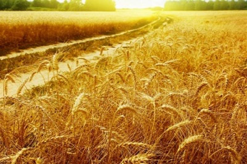 Виробництво пшениці у 2016/2017 МР складе 730,8 млн т