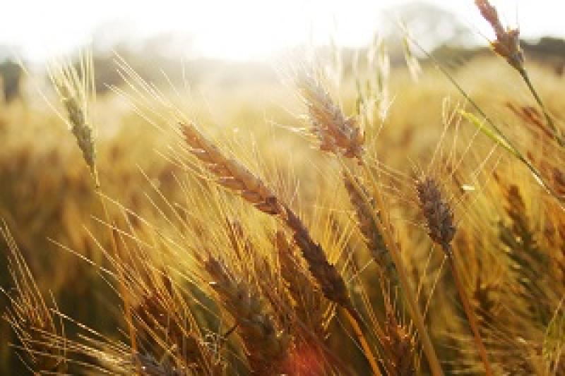 Підвищуються шанси на рекордну врожайність пшениці