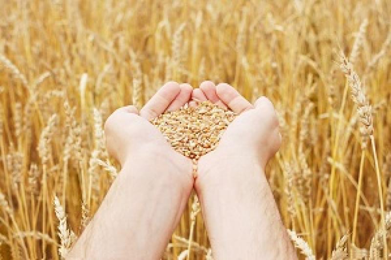 Засуха вб'є п'яту частину врожаю пшениці