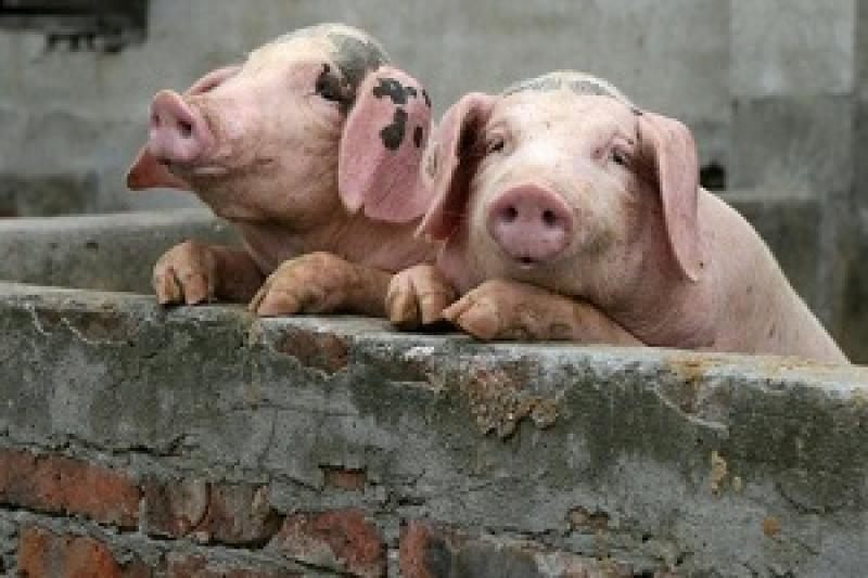 У Німеччині через спалах свинячого бруцельозу на місцевій фермі були вбиті 100 свиноматок