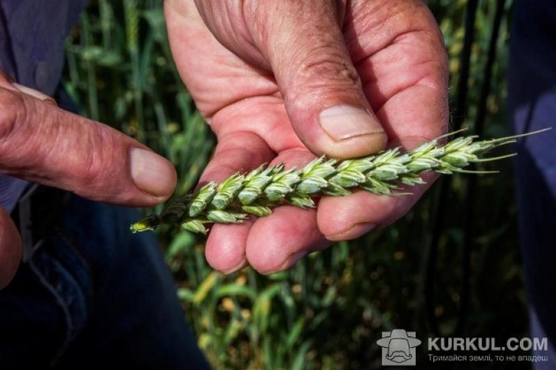 Світові ціни на пшеницю у сезоні 2016/17 будуть найнижчими за останні 18 років