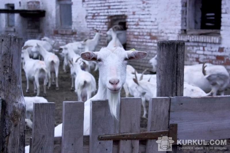 В Україні з'являються професійні козячі ферми