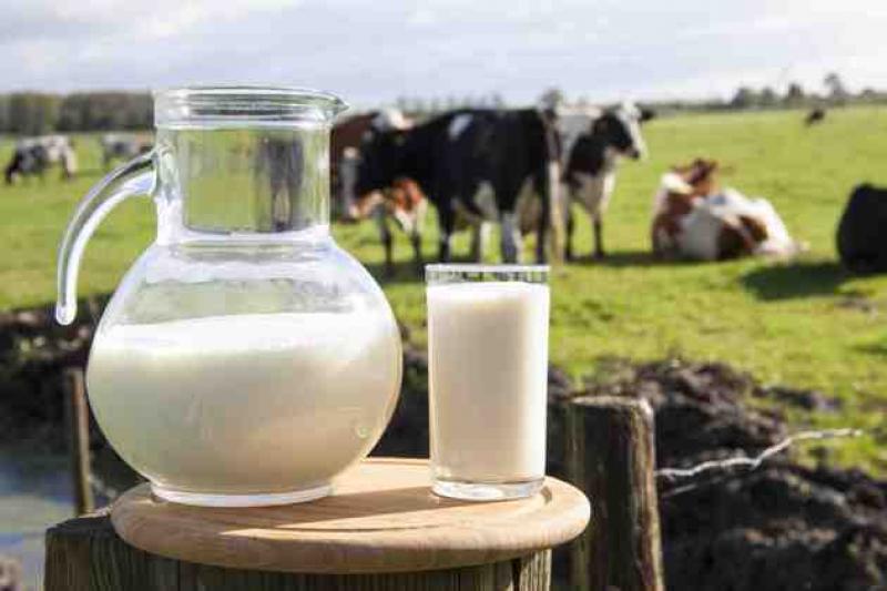 На 11,5 % зросли надої молока на Чернігівщині
