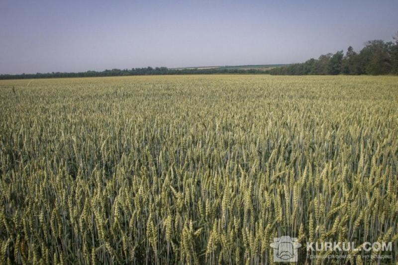 Аграрії Сумської області розпочали збирання ранніх зернових