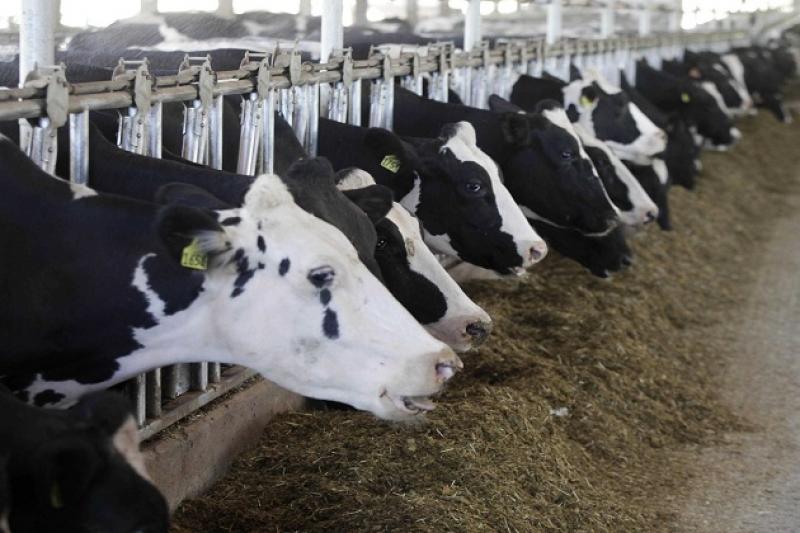 Інвестиції у створення одного місця на великотоварній молочній фермі досягають $10 тис.