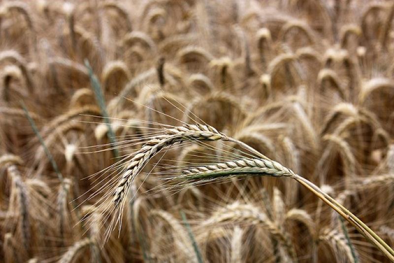 Аграрії Вінниччини зібрали 105,7 тис. т ранніх зернових