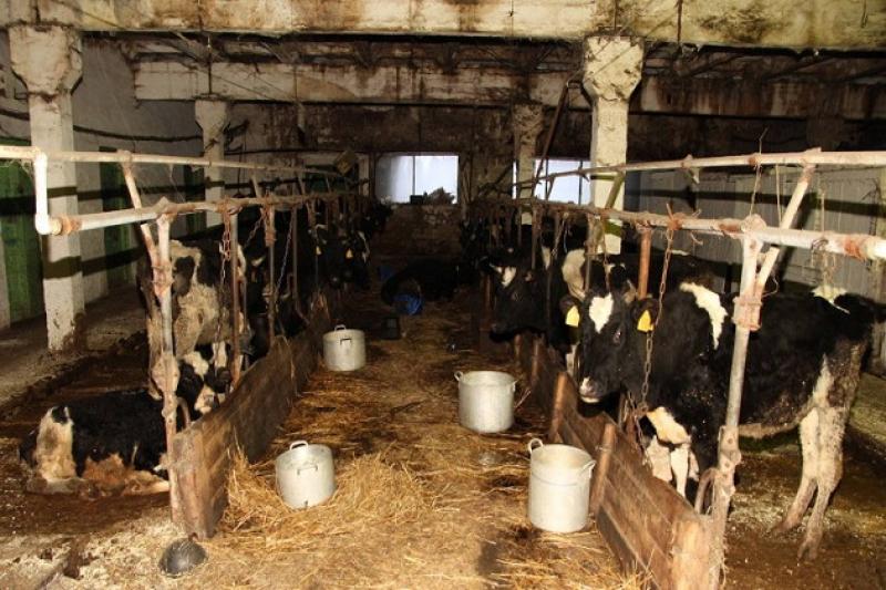 В Україні припинено падіння цін на сире молоко