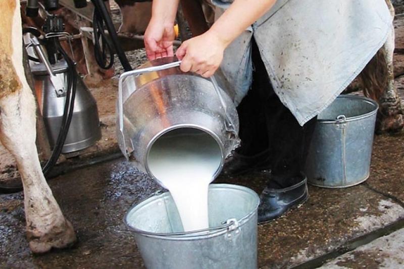 Кооператив продаватиме Рожищенському сирзаводу молоко з дотаціями