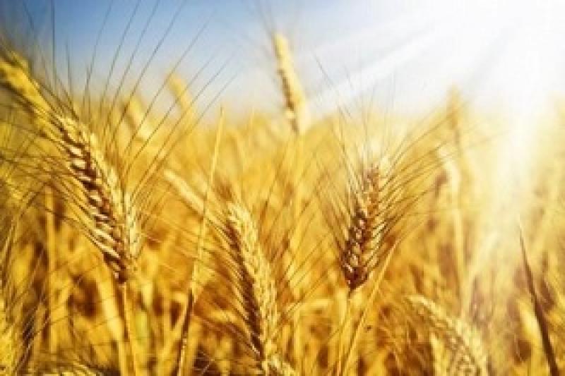 Аграріями Луганщини розпочато збір врожаю ранніх зернових