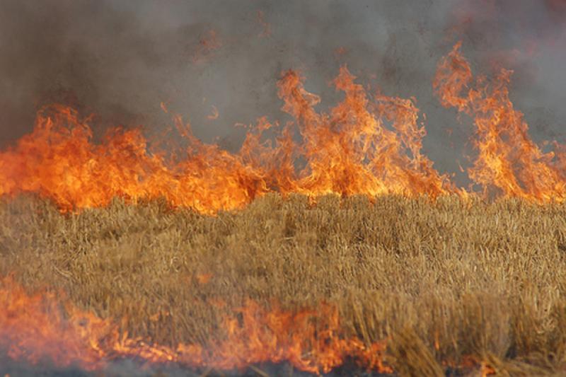 У ФГ «Коваль С. О.» вогонь знищив пшеницю площею 5 га