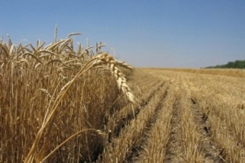 Українські аграрії снамолотили 16,1 млн т ранніх зернових