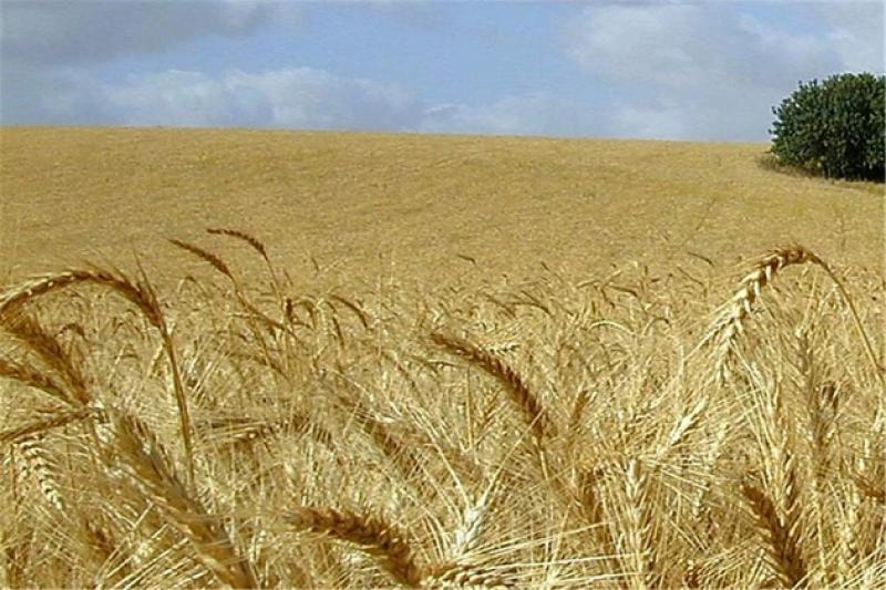 Урожайність зерна на Львівщині становить 52 ц/г